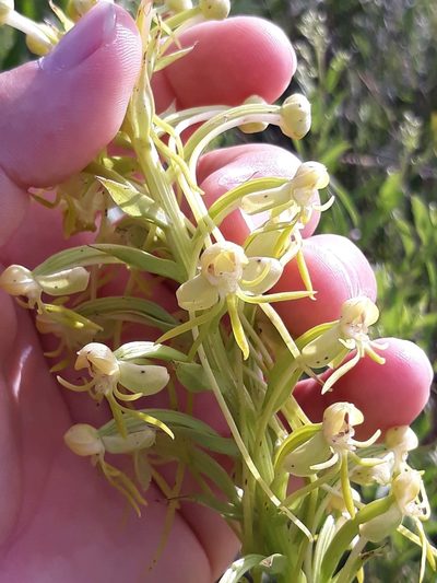 Habenaria megapotamensis, photographed by Edson Luis Fabro Gasperin