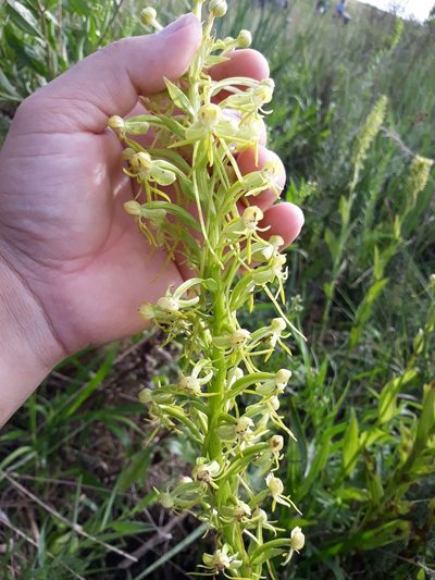 Habenaria megapotamensis, photographed by Edson Luis Fabro Gasperin