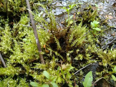Calliergon cordifolium, photographed by Rafael Medina