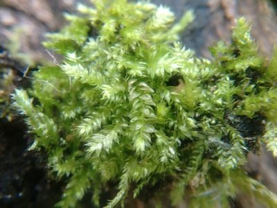 Plagiothecium laetum, photographed by Rafael Medina