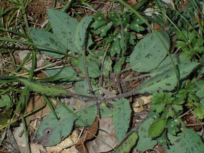 Hieracium glaucinum, photographed by Julien Renoult