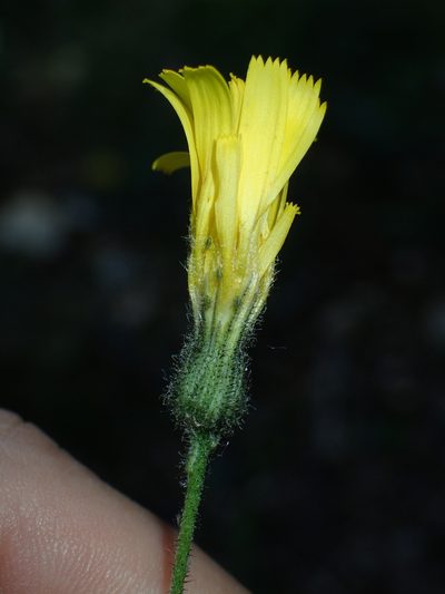 Hieracium glaucinum, photographed by Julien Renoult