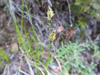 Carex inops, photographed by Old Goat