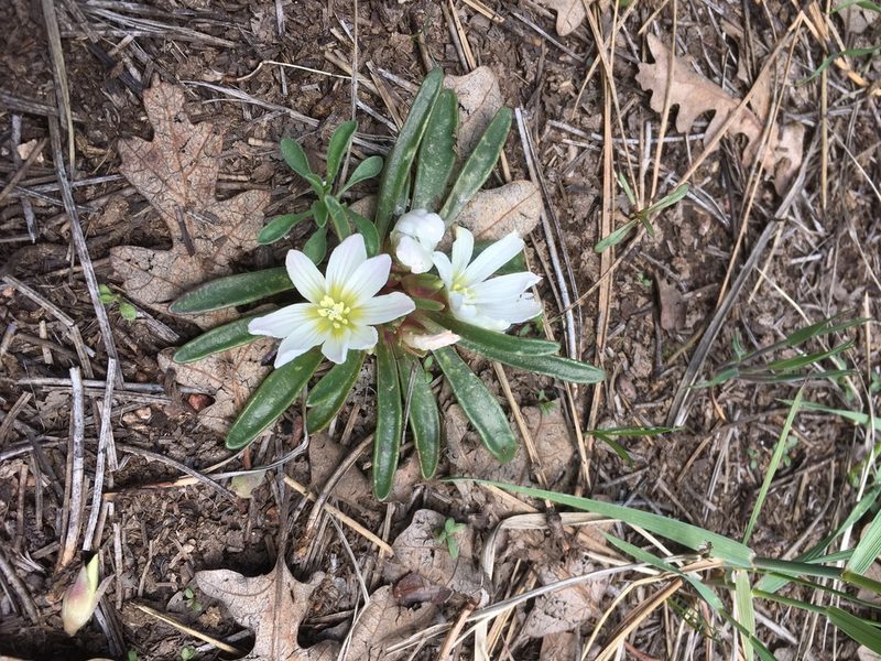 Lewisia brachycalyx, photographed by Mike Dechter