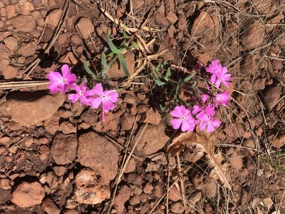 Phlox woodhousei, photographed by Mike Dechter
