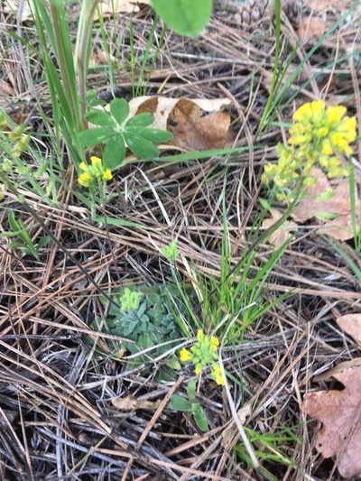 Draba asprella, photographed by Mike Dechter