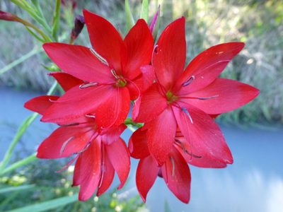 Hesperantha coccinea, photographed by Murray Dawson