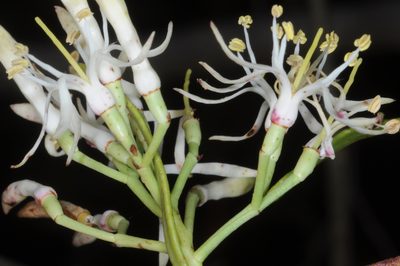 Tripodanthus flagellaris, photographed by aacocucci
