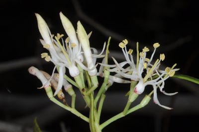 Tripodanthus flagellaris, photographed by aacocucci