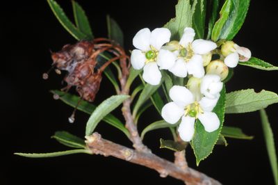 Escallonia cordobensis, photographed by aacocucci