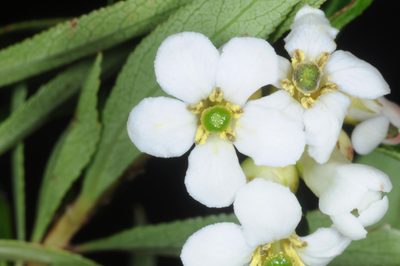 Escallonia cordobensis, photographed by aacocucci