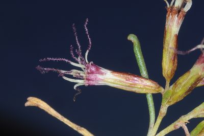 Acanthostyles buniifolius, photographed by aacocucci
