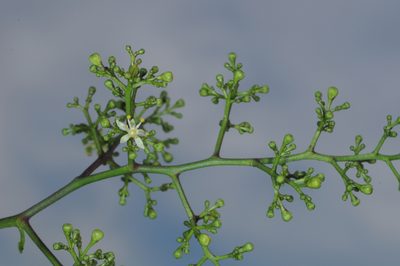 Zanthoxylum coco, photographed by aacocucci