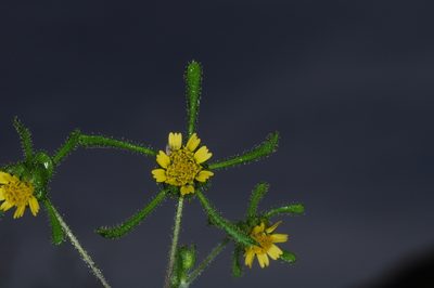 Sigesbeckia serrata, photographed by aacocucci