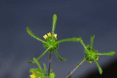 Sigesbeckia serrata, photographed by aacocucci