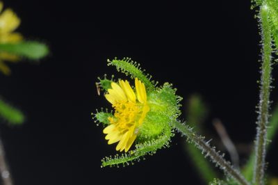 Sigesbeckia serrata, photographed by aacocucci