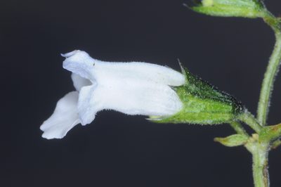 Lepechinia floribunda, photographed by aacocucci