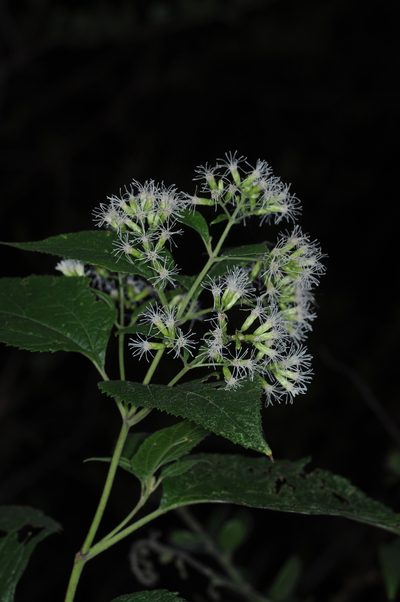 Lorentzianthus viscidus, photographed by aacocucci