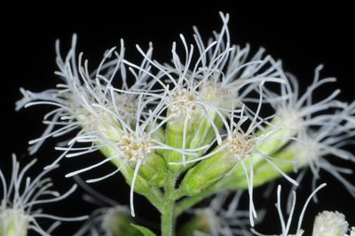 Lorentzianthus viscidus, photographed by aacocucci