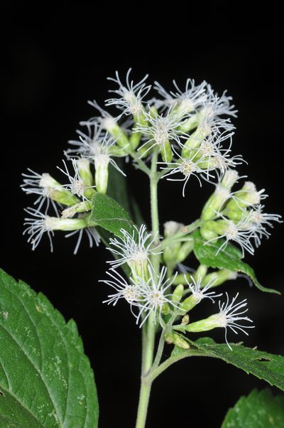 Lorentzianthus viscidus, photographed by aacocucci