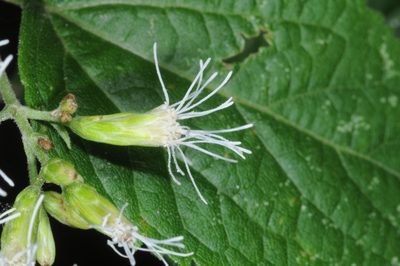 Lorentzianthus viscidus, photographed by aacocucci