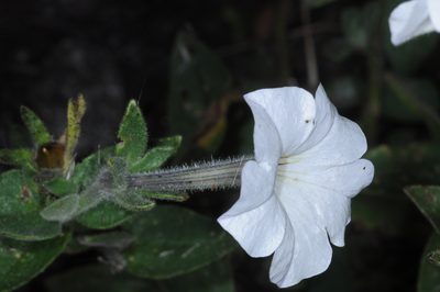 Petunia axillaris, photographed by aacocucci