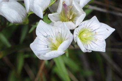 Gentianella multicaulis, photographed by aacocucci