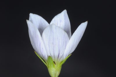 Gentianella multicaulis, photographed by aacocucci