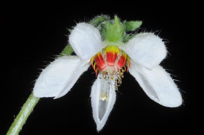 Blumenbachia hieronymi, photographed by aacocucci