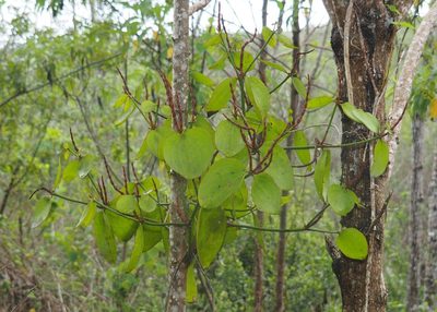 Phoradendron berteroanum, photographed by John G. Phillips