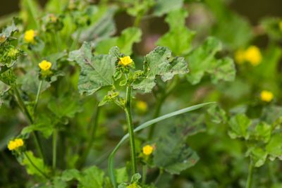 Malachra capitata, photographed by Melissa McMasters
