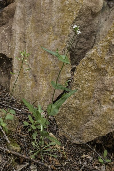 Mostacillastrum purpusii, photographed by Craig Martin