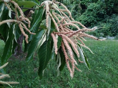 Castanea mollissima, photographed by Evan M. Raskin