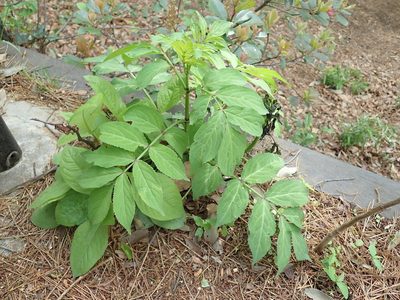 Sambucus sieboldiana, photographed by Yoshihiro Tokue