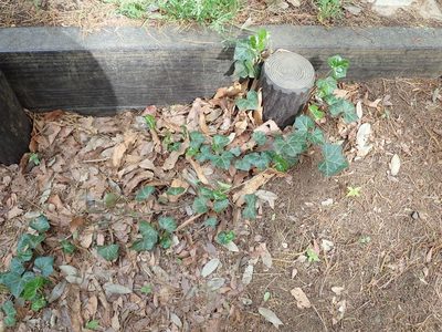 Hedera rhombea, photographed by Yoshihiro Tokue
