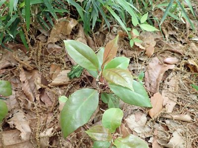 Kadsura japonica, photographed by Yoshihiro Tokue