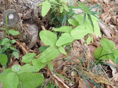 Akebia trifoliata, photographed by Yoshihiro Tokue