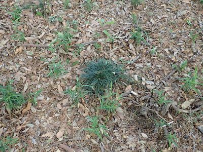 Ophiopogon japonicus, photographed by Yoshihiro Tokue