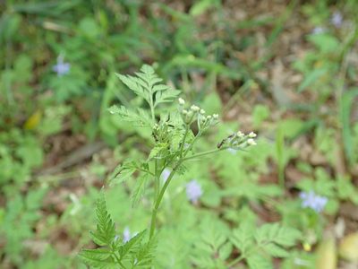 Torilis scabra, photographed by Yoshihiro Tokue