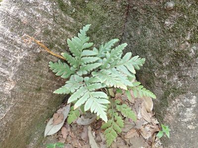 Sceptridium japonicum, photographed by Yoshihiro Tokue