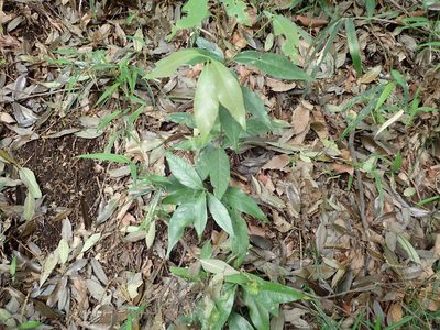 Quercus myrsinifolia, photographed by Yoshihiro Tokue