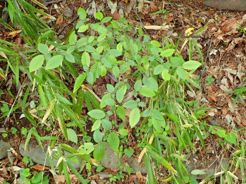Carpinus tschonoskii, photographed by Yoshihiro Tokue