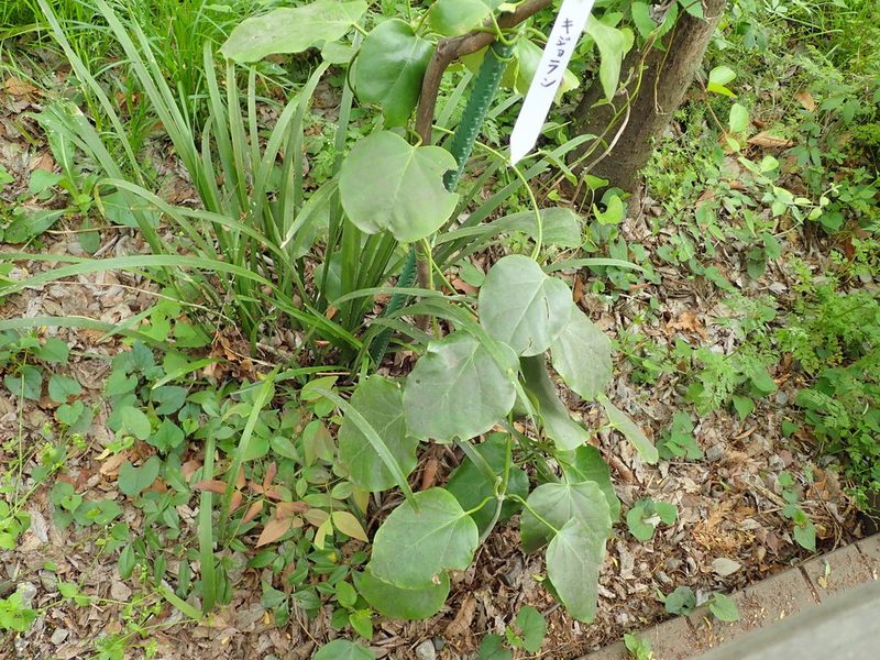 Marsdenia tomentosa, photographed by Yoshihiro Tokue