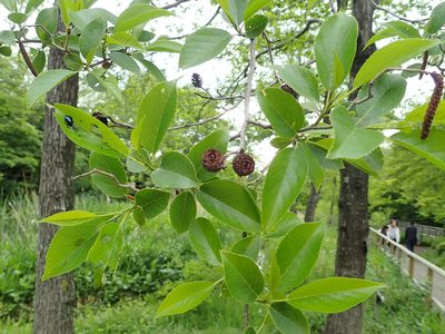 Alnus japonica, photographed by Yoshihiro Tokue