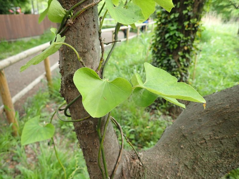 Aristolochia kaempferi, photographed by Yoshihiro Tokue