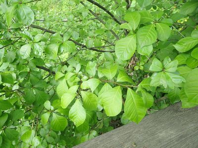 Orixa japonica, photographed by Yoshihiro Tokue
