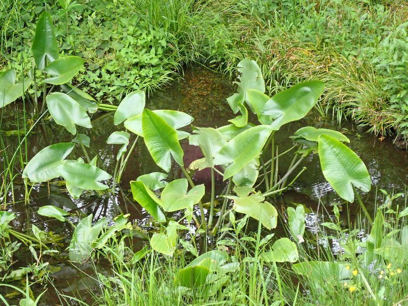 Nuphar japonica, photographed by Yoshihiro Tokue