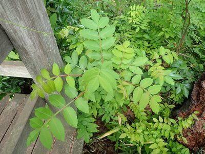 Rhus chinensis, photographed by Yoshihiro Tokue
