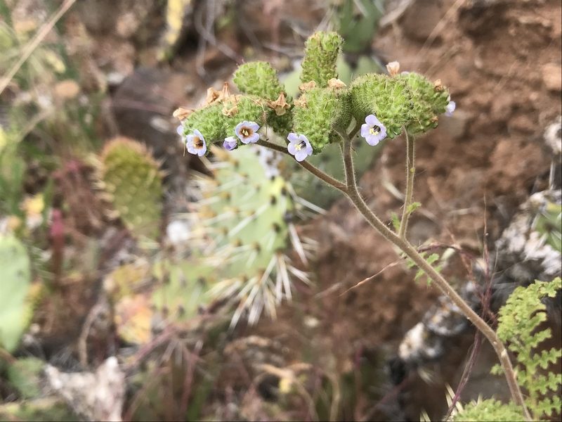 Phacelia lyonii, photographed by Sula Vanderplank