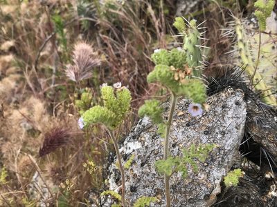 Phacelia lyonii, photographed by Sula Vanderplank